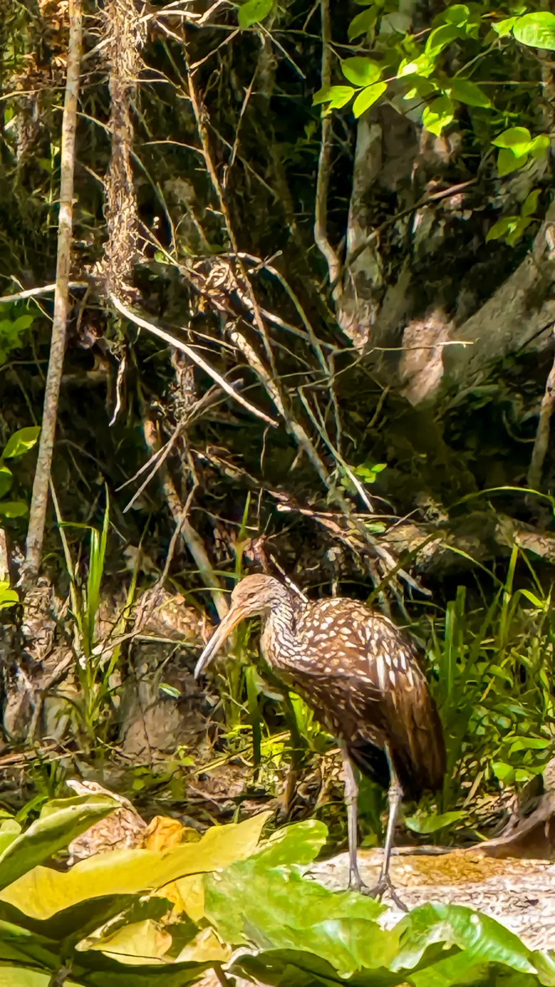 Limpkin hanging out on the shoreline in Winter Park paddleboarding with Otter Paddle Orlando.