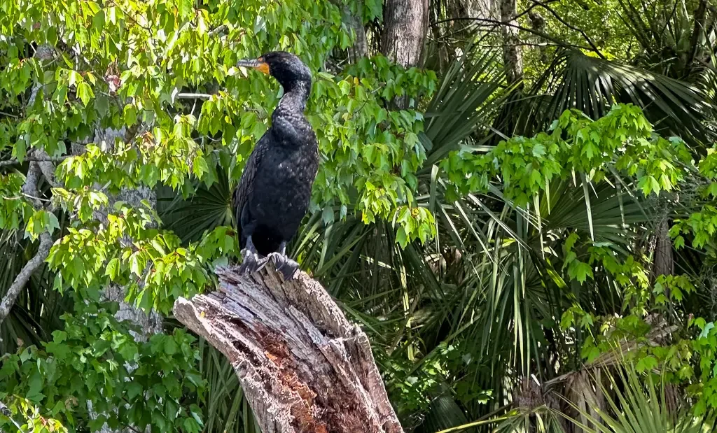 Wildlife paddleboarding tours with Otter Paddle Orlando at Silver Springs State Park.