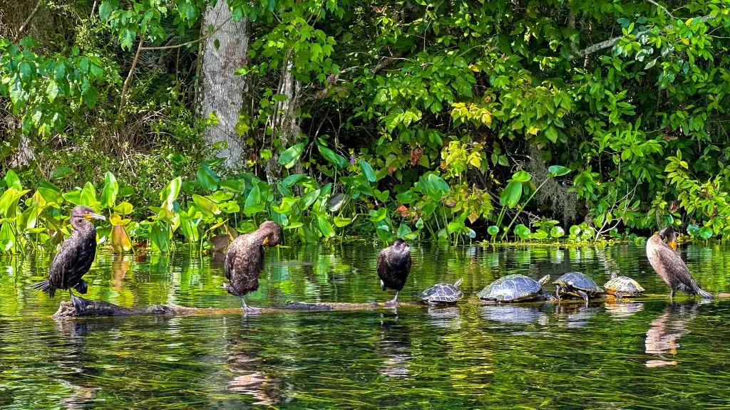 Five cormorants perched on a fallen log at Silver Springs with Otter Paddle Orlando.