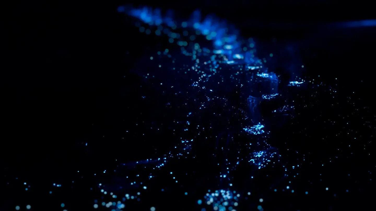 Bioluminescence paddle tours in Merritt Island.