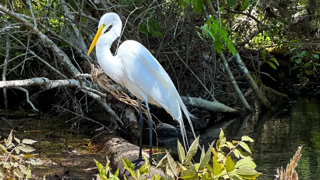 A great egret on a paddleboarding tour with Otter Paddle Orlando.