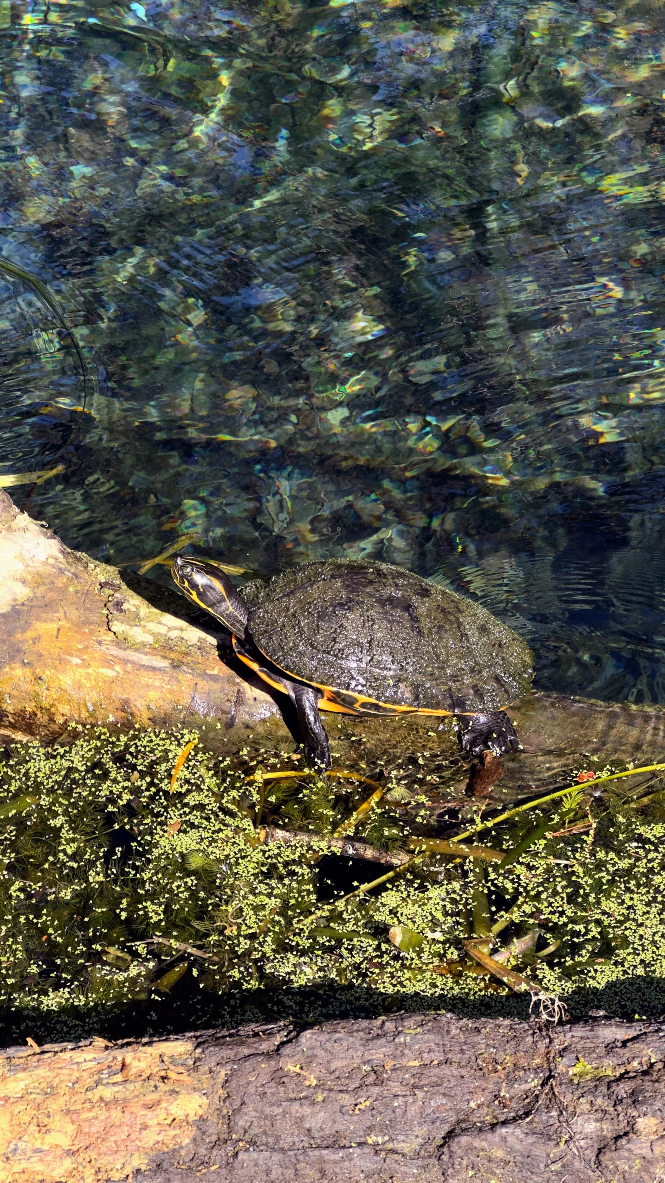 Paddleboard the Winter Park Chain of Lakes with Otter Paddle Orlando.