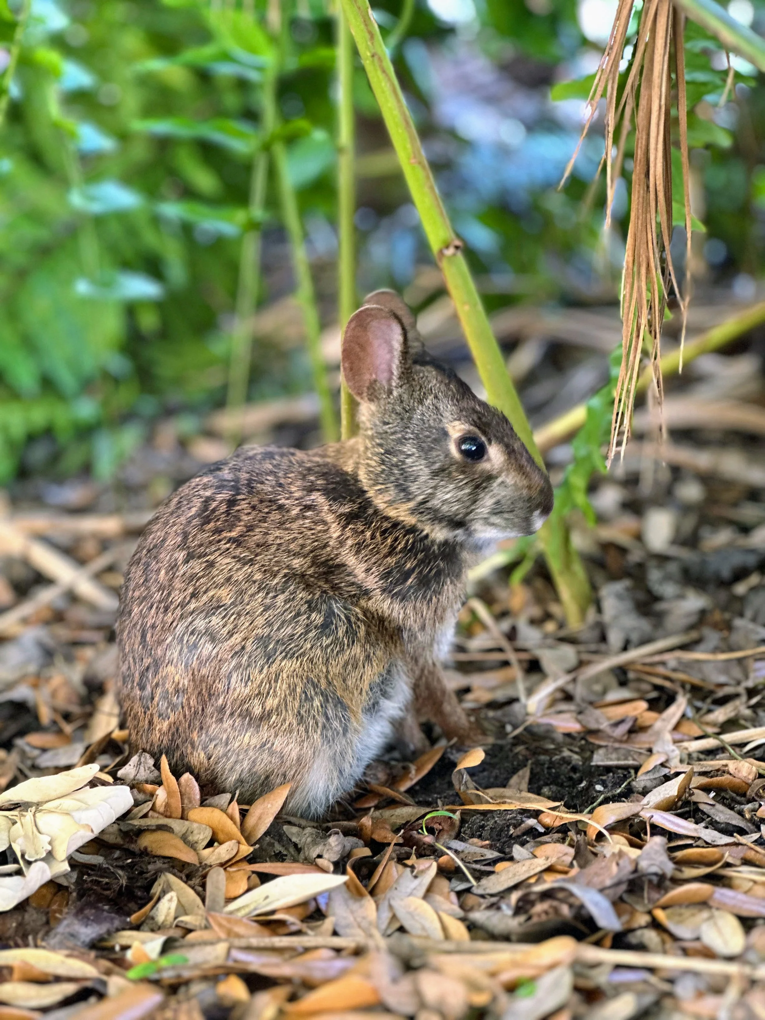 Spot marsh rabbits on the Winter Park Chain of Lakes Paddleboarding tour with Otter Paddle Orlando.