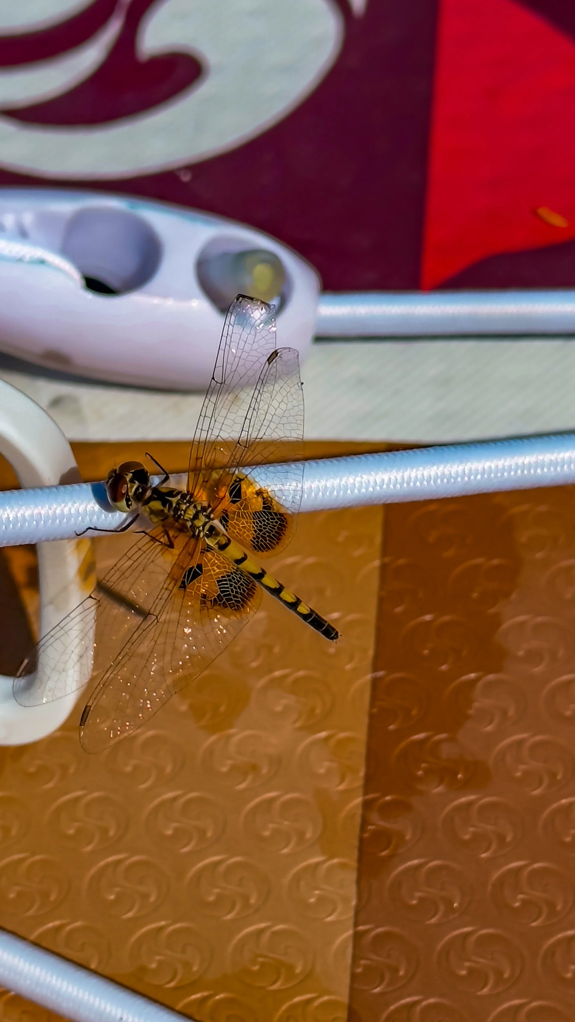 Close-up of a dragonfly perched on a paddleboard during a guided Winter Park paddle tour with Otter Paddle Orlando