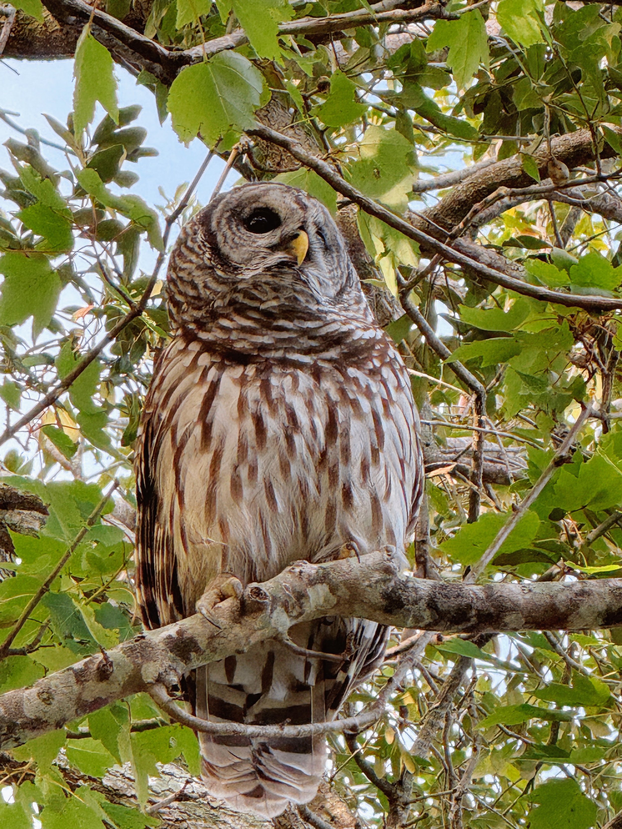 A Barred Owl perched on a tree while paddleboarding with Otter Paddle Orlando in Winter Park.