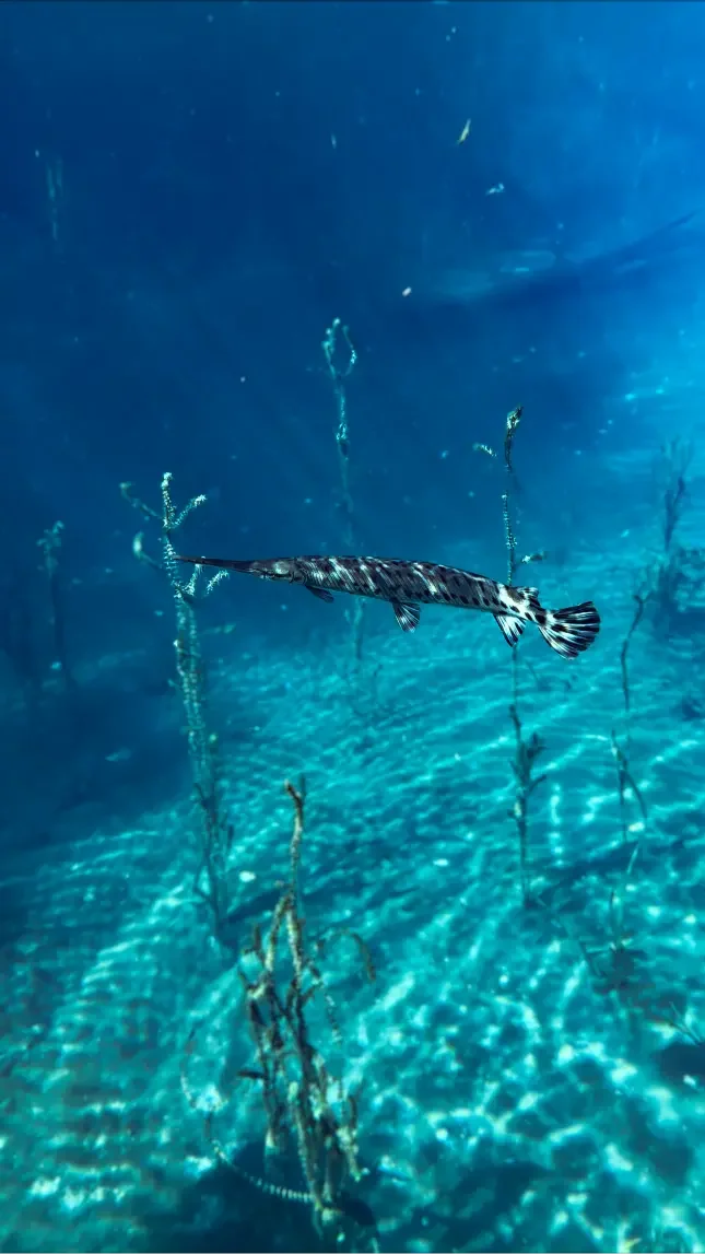 Paddle crystal clear waters at Silver Springs with Otter Paddle Orlando.