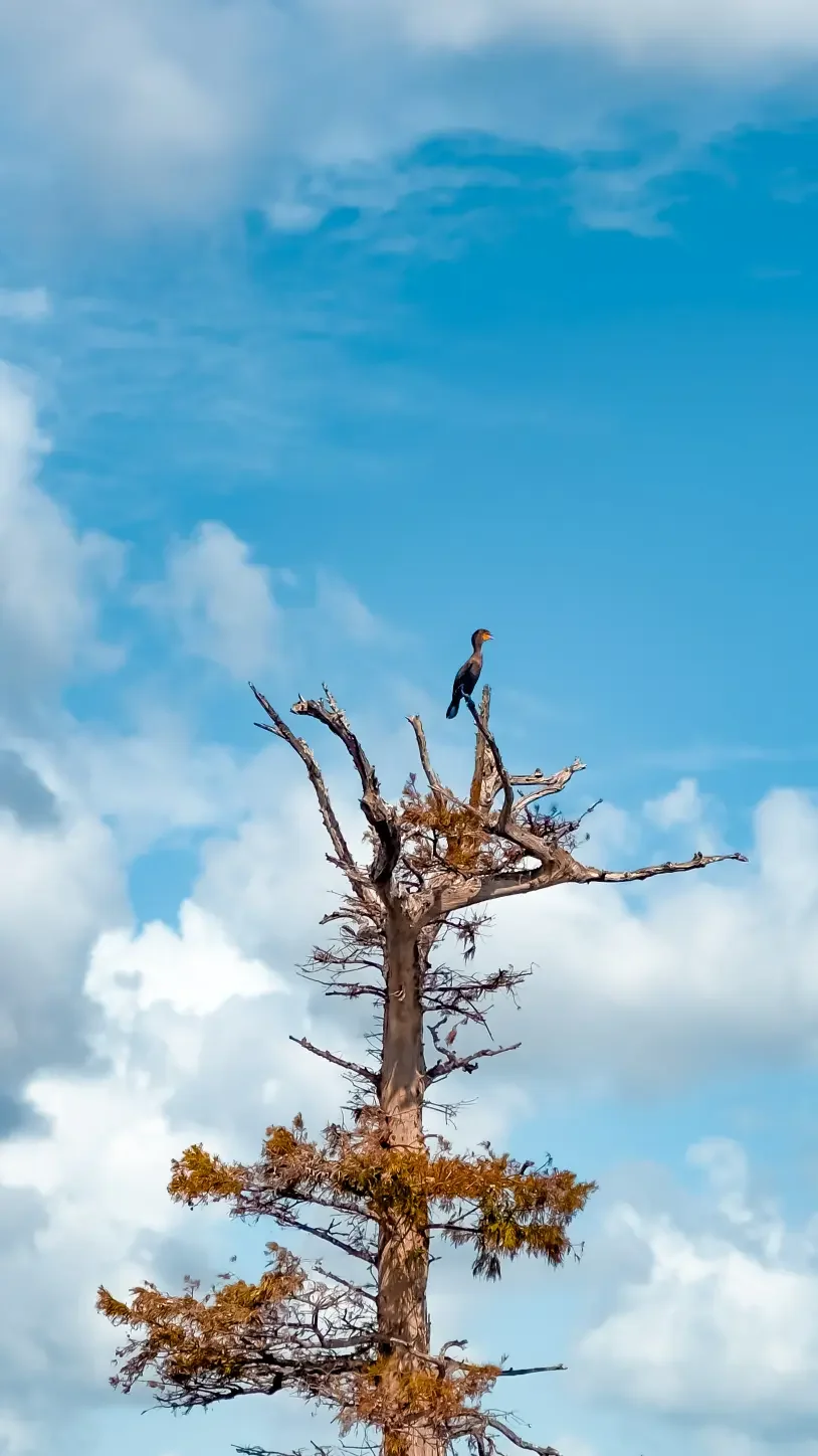 Paddle board tours with Otter Paddle Orlando a view wildlife on the Winter Park Chain of Lakes.