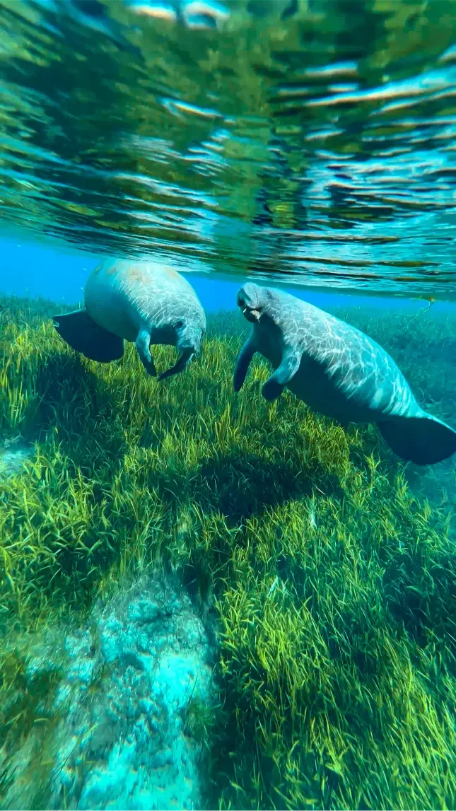 Experience paddling with manatees at Silver Springs State Park with Otter Paddle Orlando.