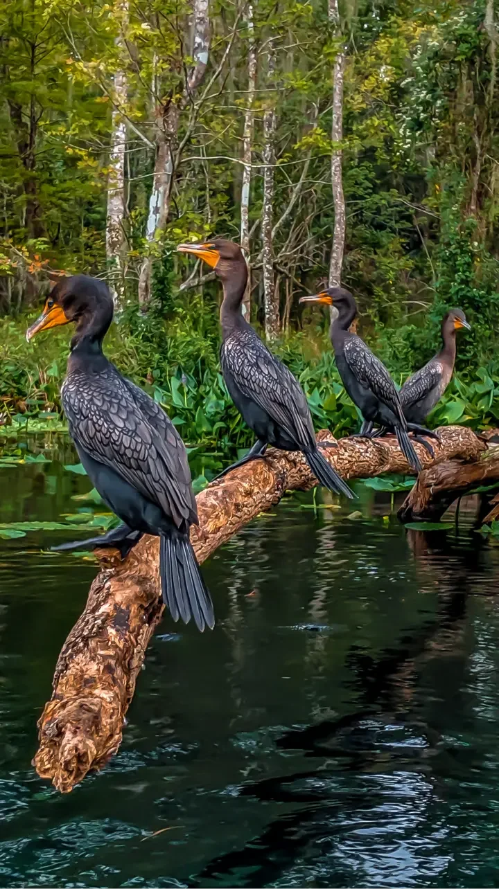 Four cormorants at Silver Springs with Otter Paddle Orlando.