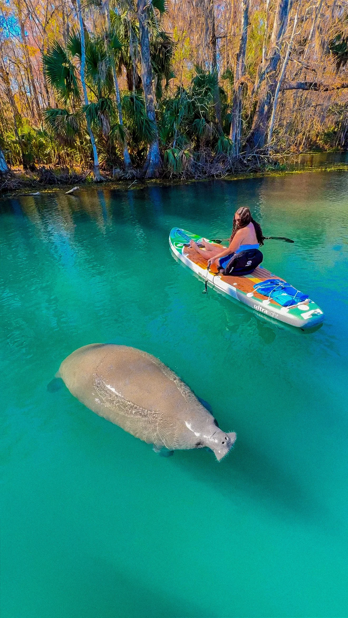 Paddle boarding with manatees in Florida