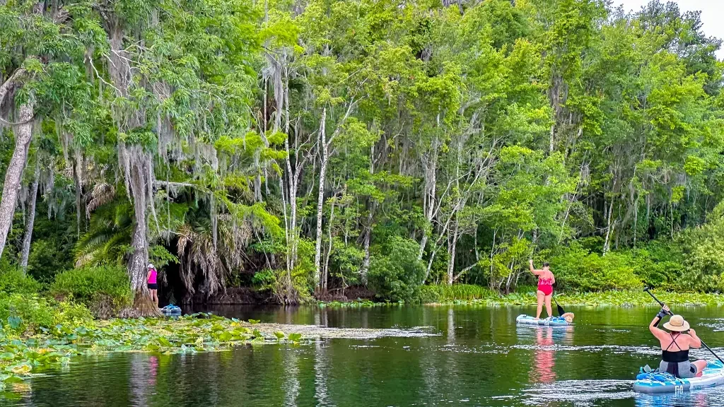 The best paddle tours at Silver Springs State Park with Otter Paddle Orlando. 