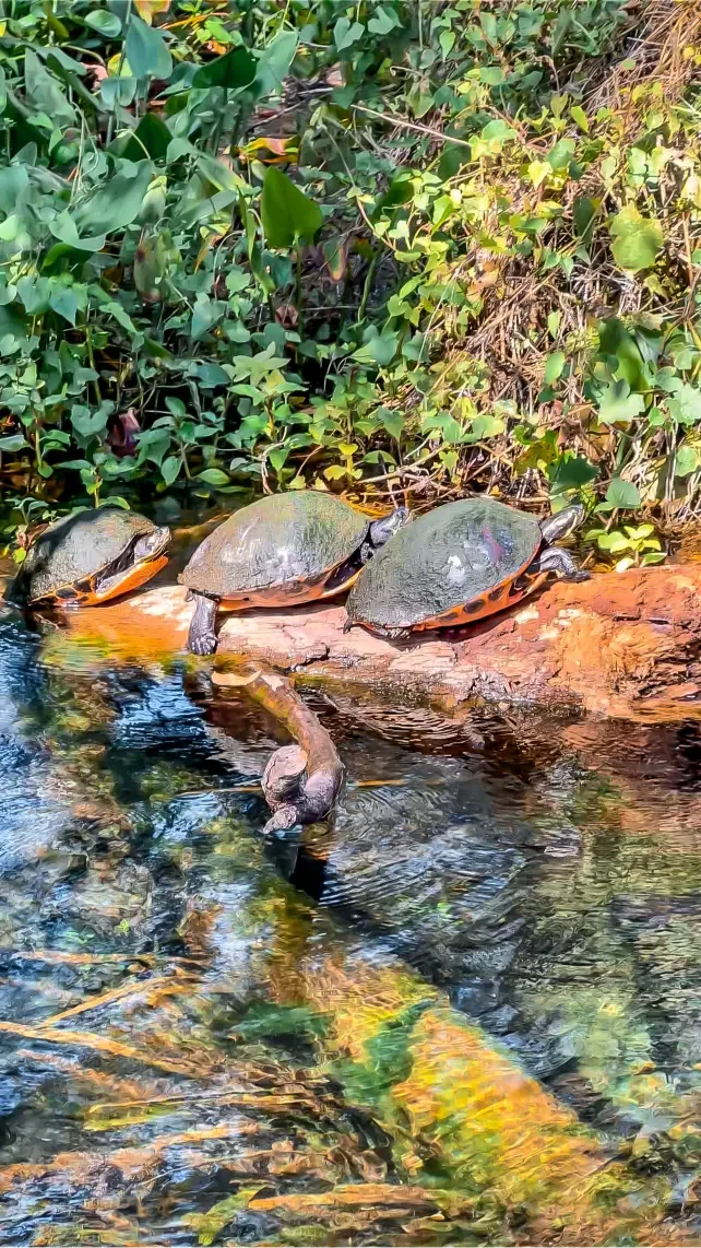 Explore wild Florida with Otter Paddle Orlando on the best paddle boarding tour for beginners and families.