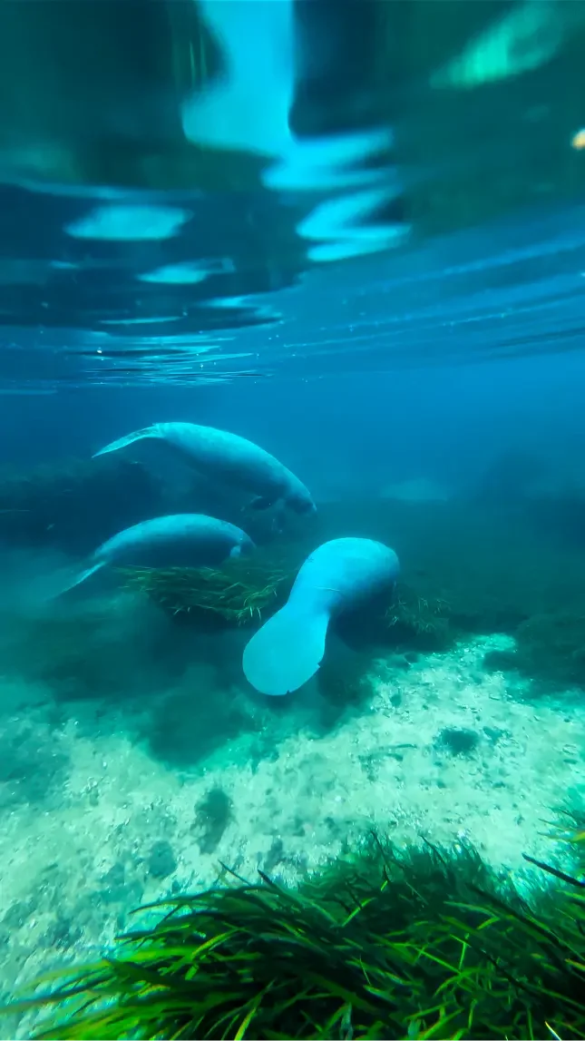 View manatees in crystal clear water at Silver Springs State Park with Otter Paddle Orlando.