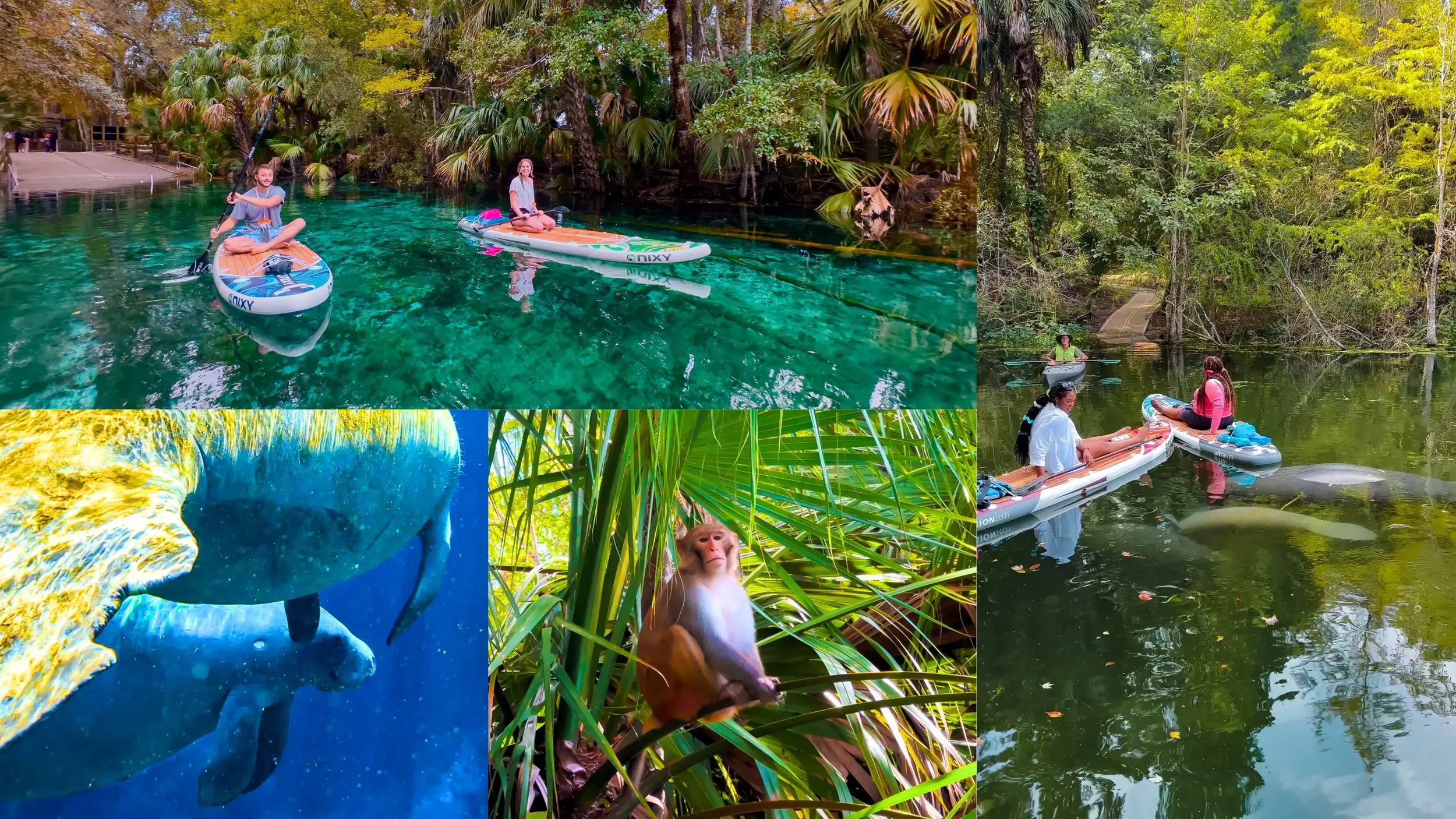 Guided paddle board tour at Silver Springs State Park Florida with manatees and wild monkeys