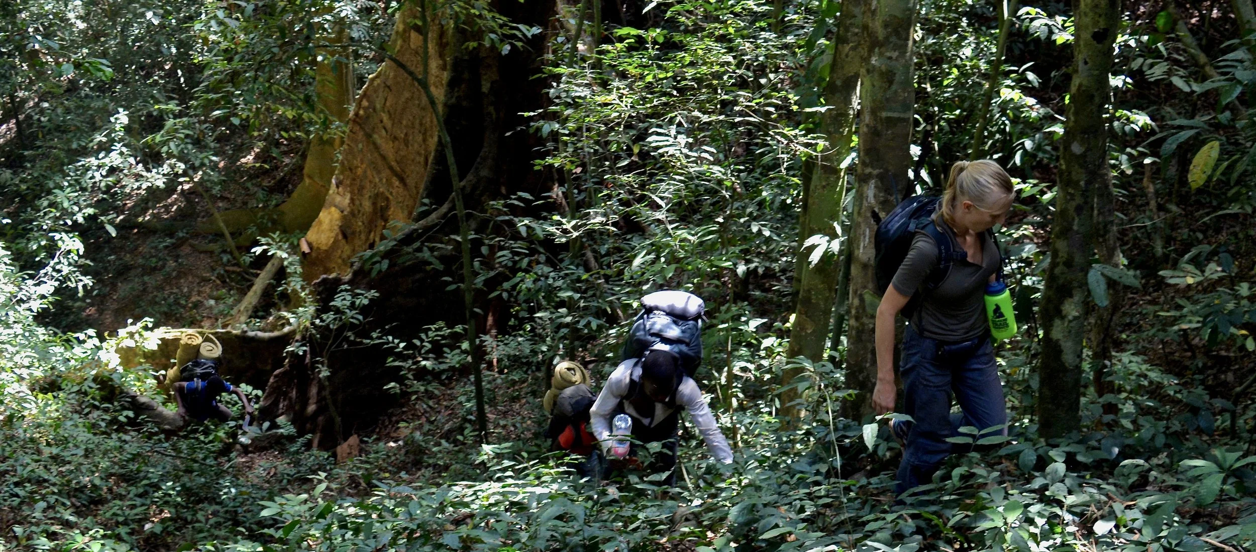 Gola Rainforest, Sierra Leone, yewei tree