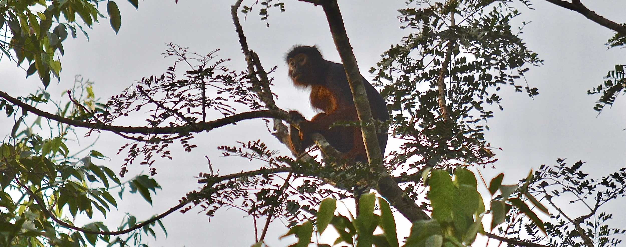 Western Red Colobus. Gola Rainforest. Sierra Leone.