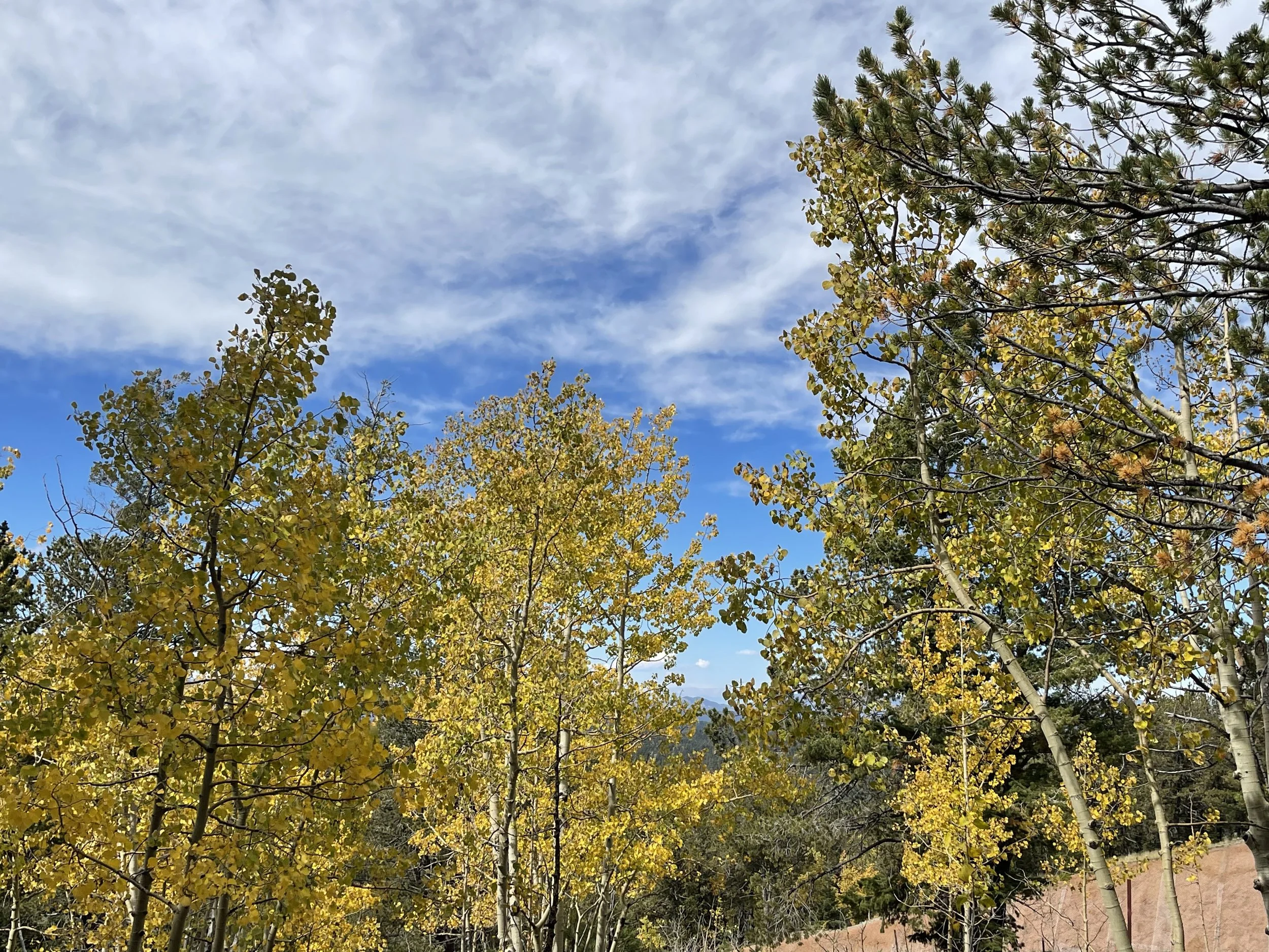 aspen trees