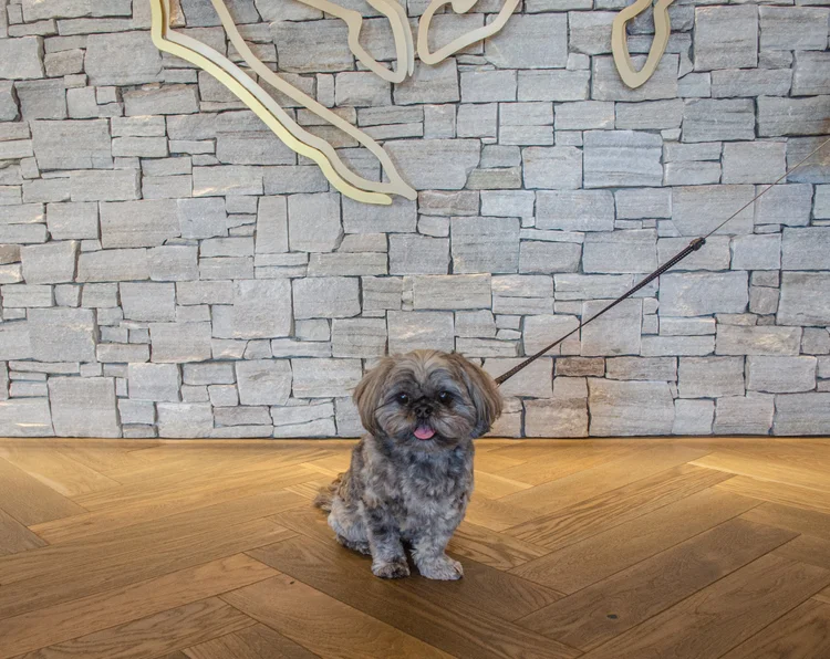 Dog Friendly Activities Colorado Springs: Top Paw Adventures