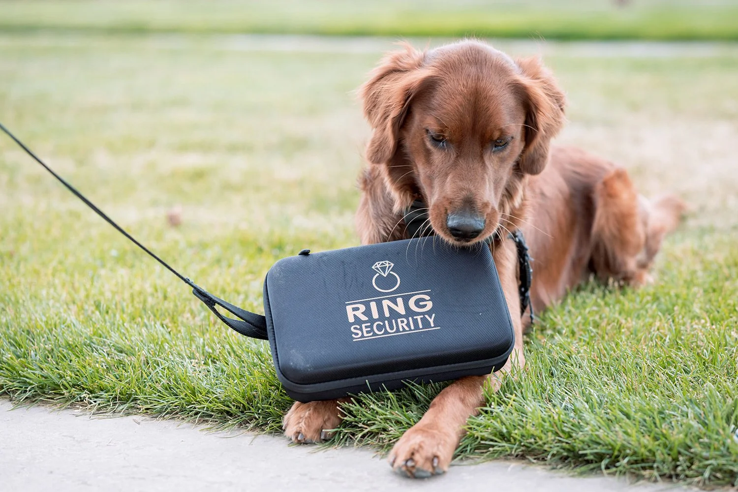 dog holding the wedding rings