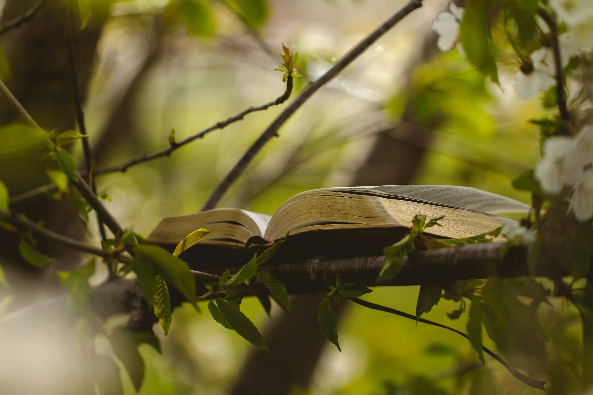 &nbsp;5 Ways to Deepen Your Lectio Divina Practice