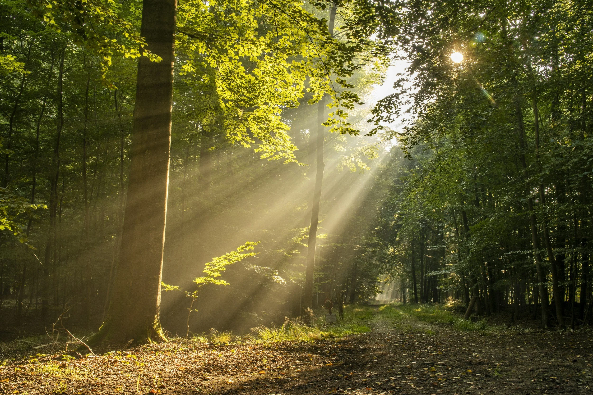 Beams of sunlight stream through a clearing in the woods.