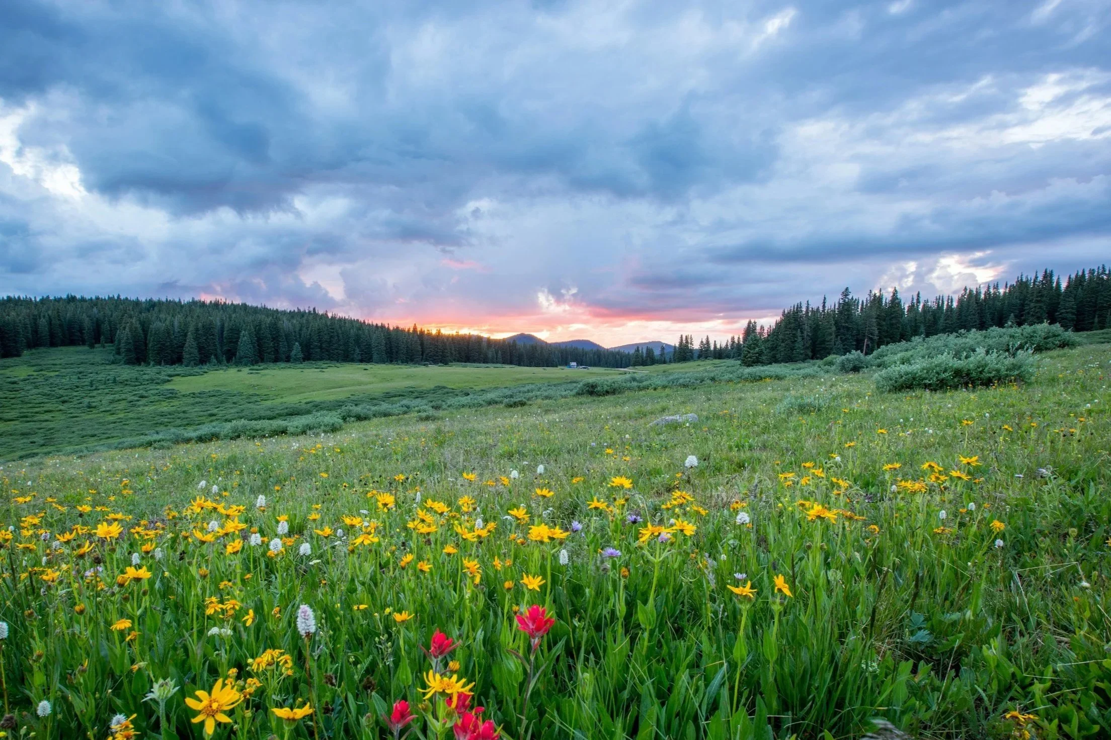 Wildflowers bloom in an open field, with the sun setting behind mountains and pine trees in the distance.