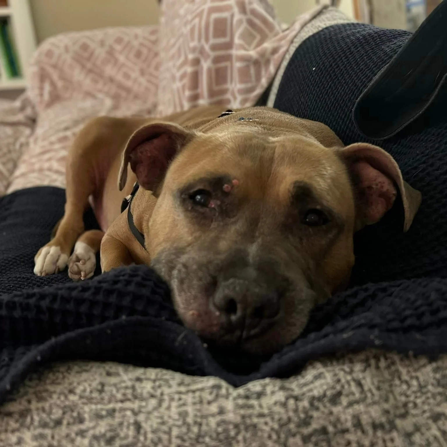 Tonka