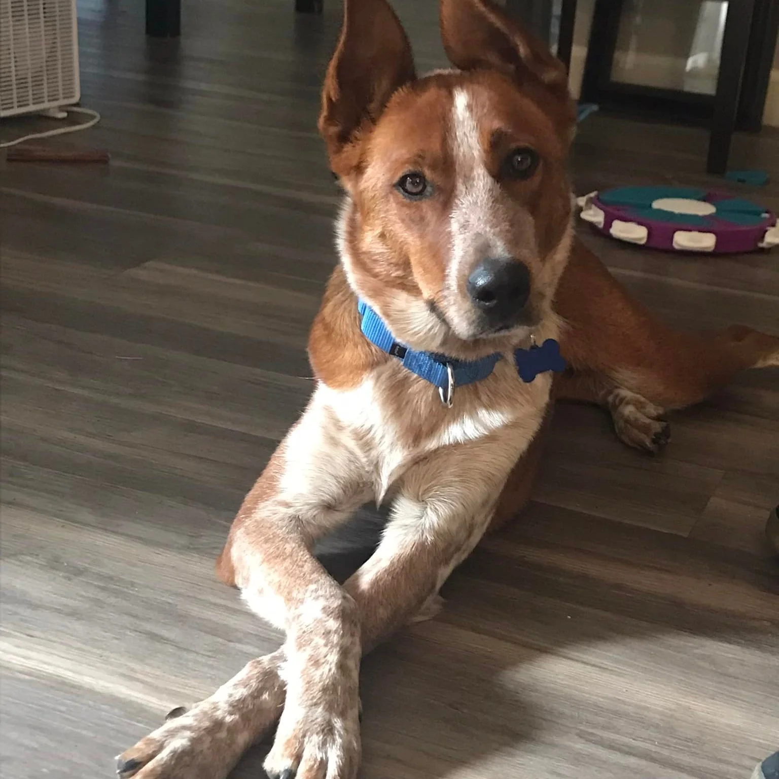 Delilah