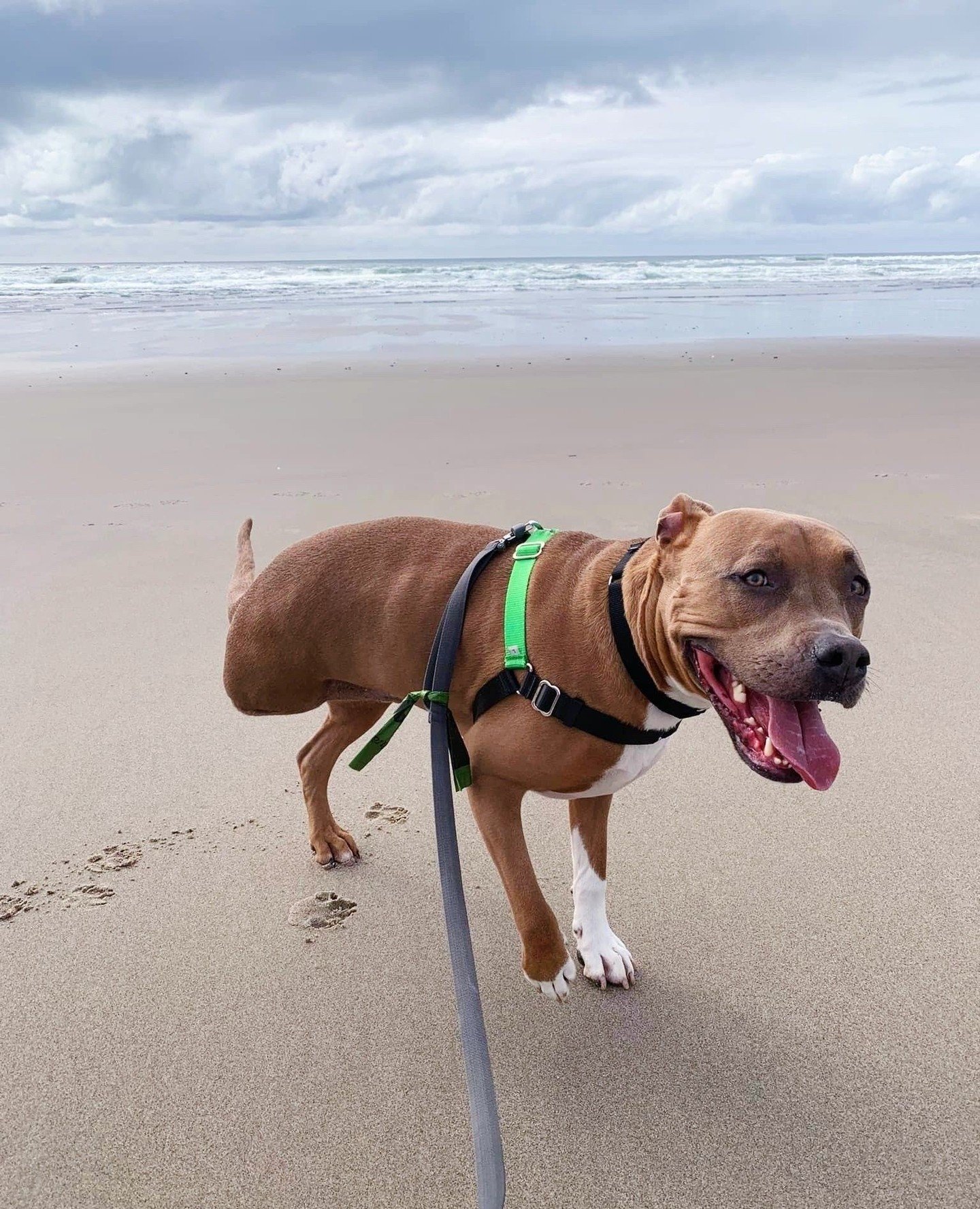 Spring break with Stout 💙 Get yourself a permanent beach bud by adopting our handsome tripod guy.