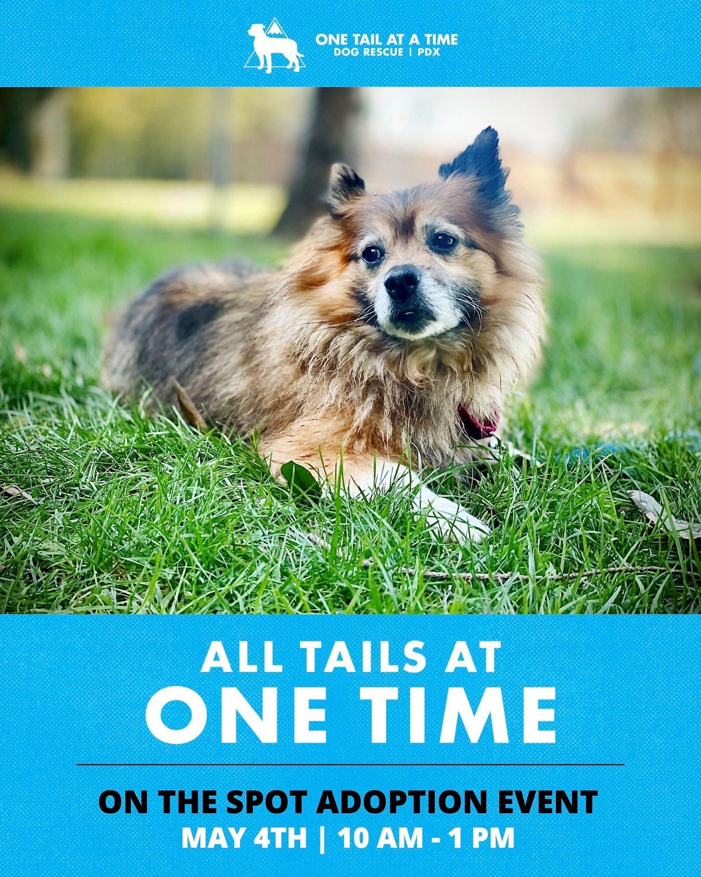 Three cheers for All Tails! Our on the spot adoption events are a hit, and our next one is right around the corner on May 4th from 10am - 1pm. ⁠
⁠
All Tails is your chance to meet our adoptable dogs irl and see if there's a spark. Bring the whole fam