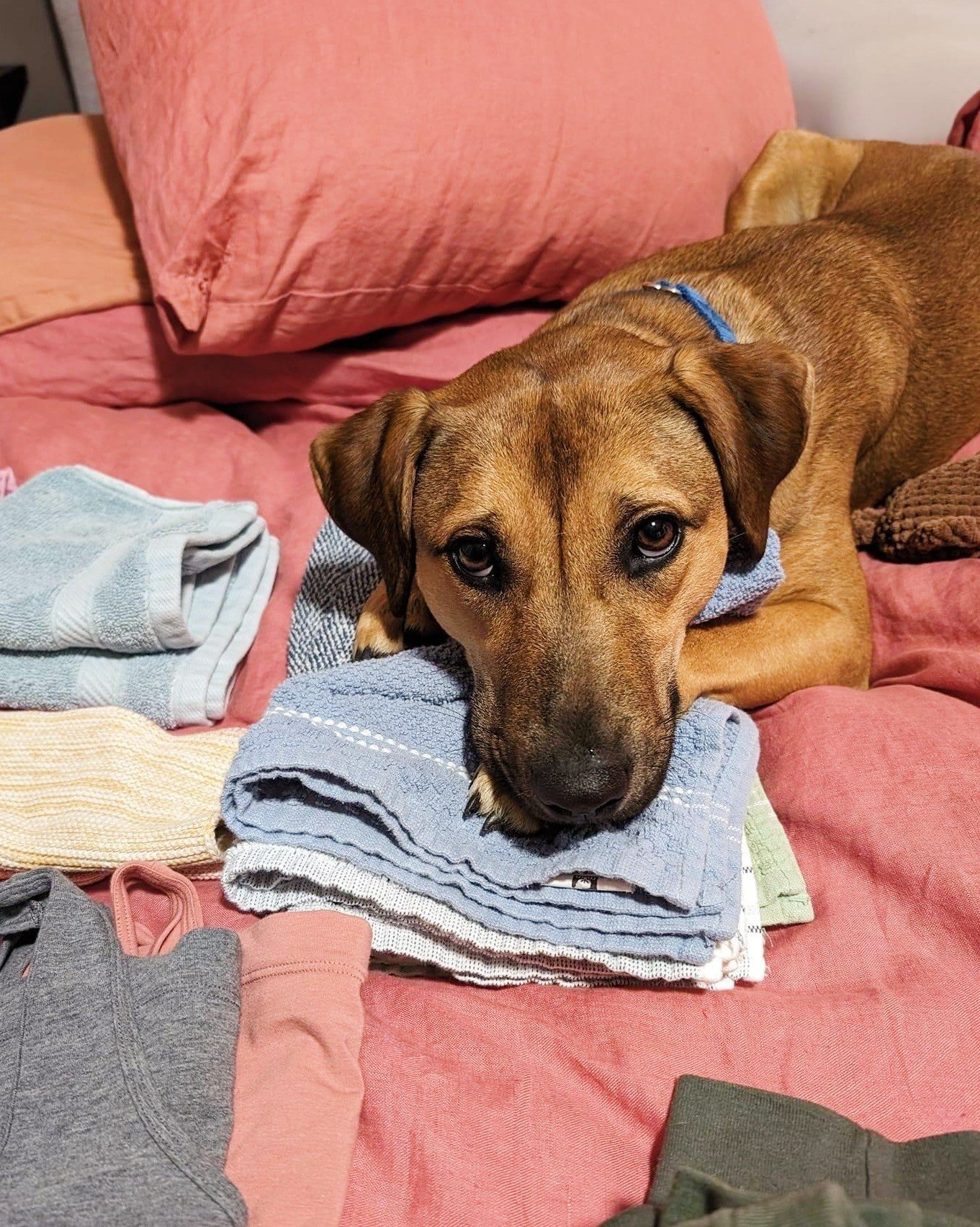 Norah&rsquo;s a great housemate &mdash; she&rsquo;ll even help with the laundry (just after this quick nap).