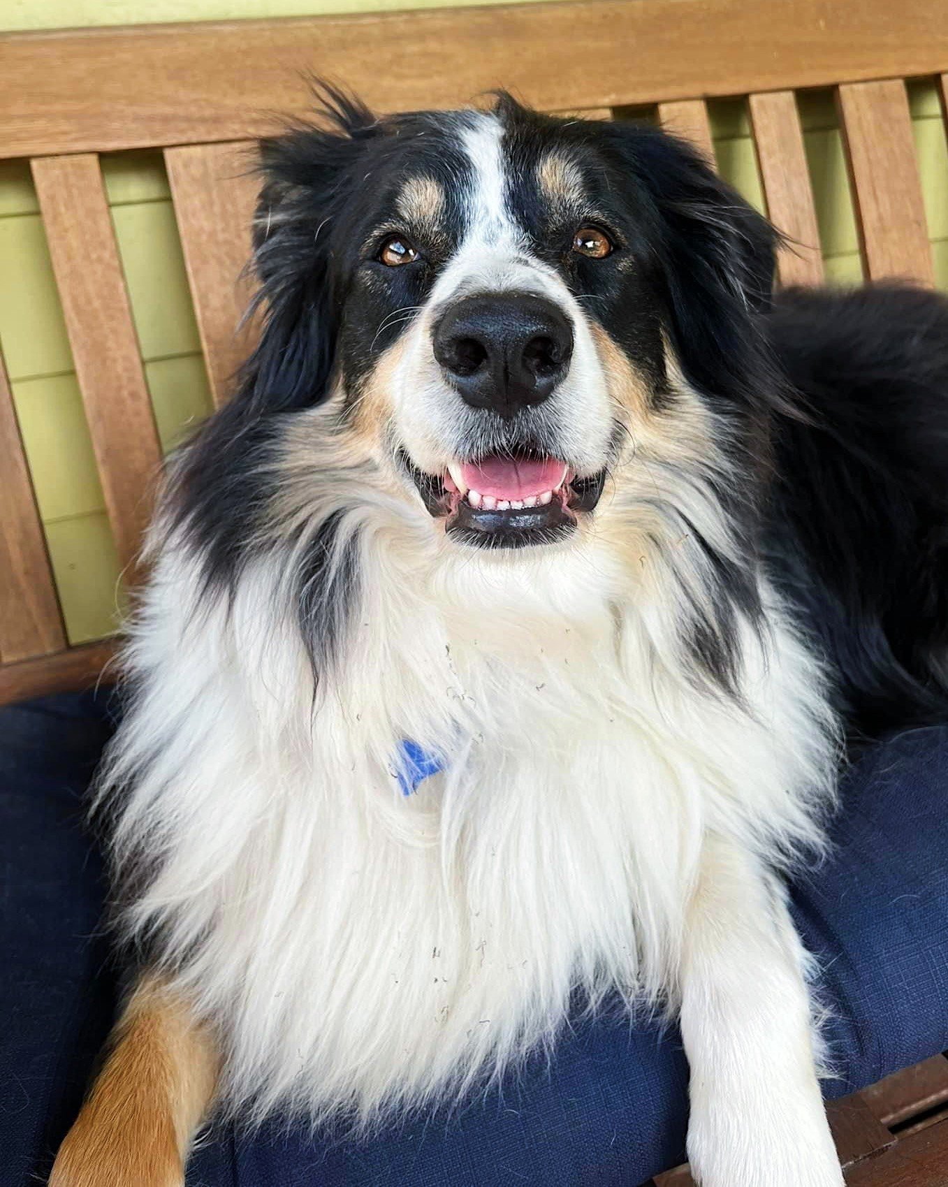 Where are our Aussie people at? ⁠
⁠
Tucker came to us from our rescue partner Clackamas County Dog Services in mid March, and has been thriving in foster since without much adoption interest. Goofy, snuggly, and a big fan of toys (you should see him 