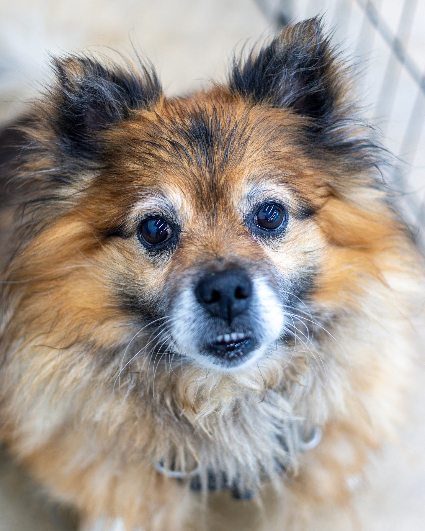 We welcomed Benny Andersson from @multcopets in late February; as a senior dog with kennel cough and a mysterious skin condition, we knew the shelter was no place for him to recover. ⁠
⁠
Since joining our crew, Benny's received all of the medical car