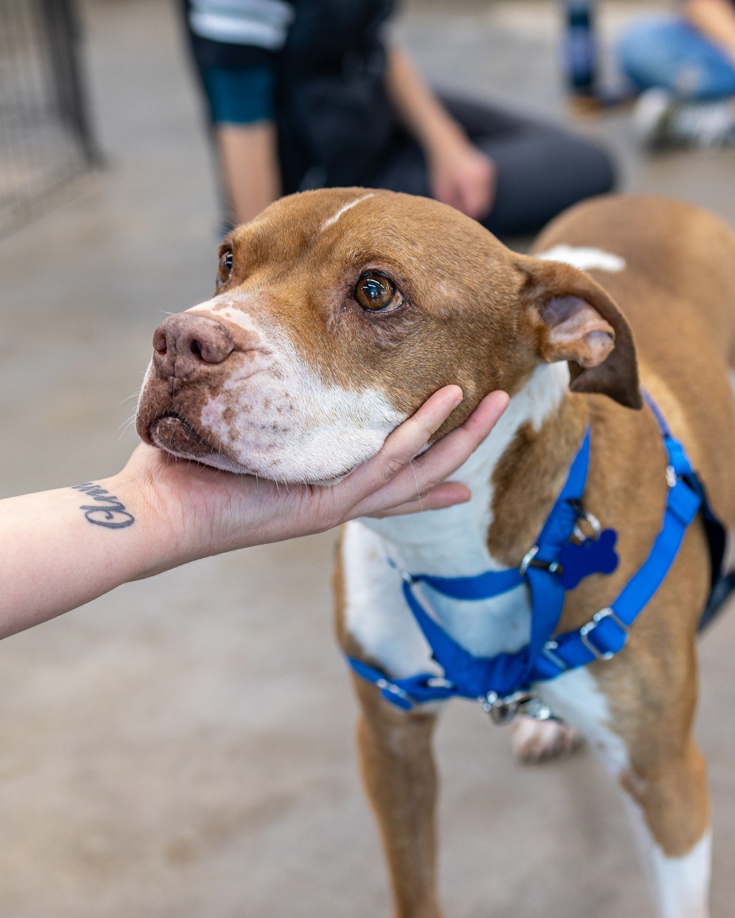Happy Friday from our incredibly gentle, sweet, perfect angel of a senior pittie, Sandi. ⁠
⁠
We don't know much about Sandi's life before she came to us, but we do know she was found running on the highway in Pecos, TX. Thankfully, she was caught by 