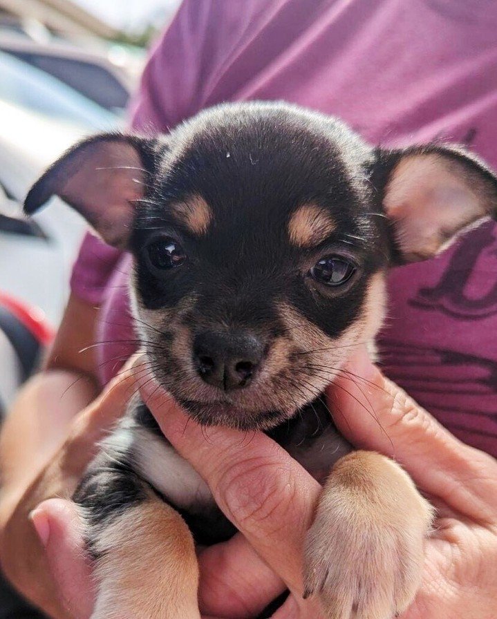 We need foster homes! We have a flight with @dogismycopilotinc this Saturday and local shelters to support &ndash;&ndash; can you help? We're currently seeking foster homes for: ⁠
⁠
🔹 Four 9 week old terrier mix puppies ⁠
🔹 A gentle senior pittie w