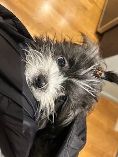 Pepita