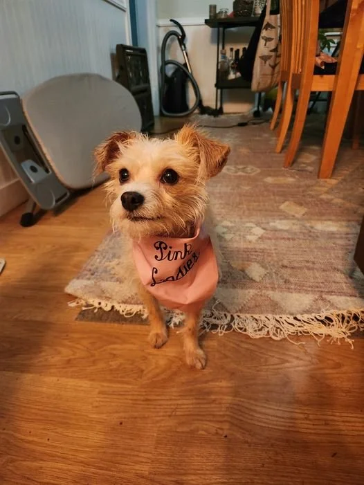 Pink Lady
