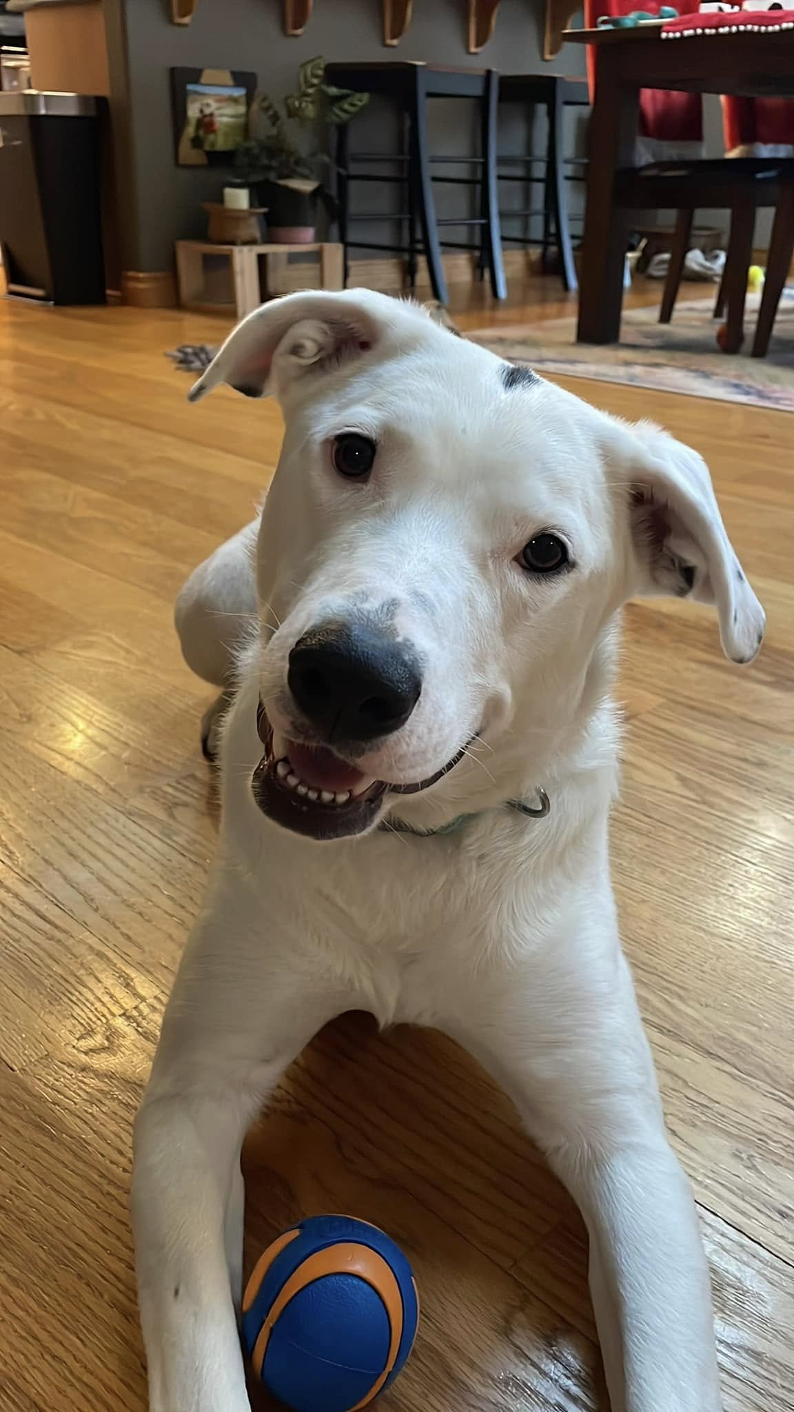 Galasmile.jpg