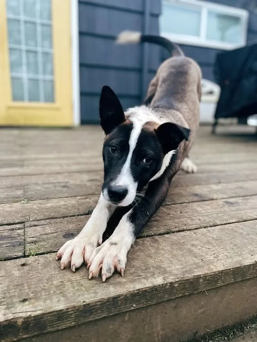 Dodger