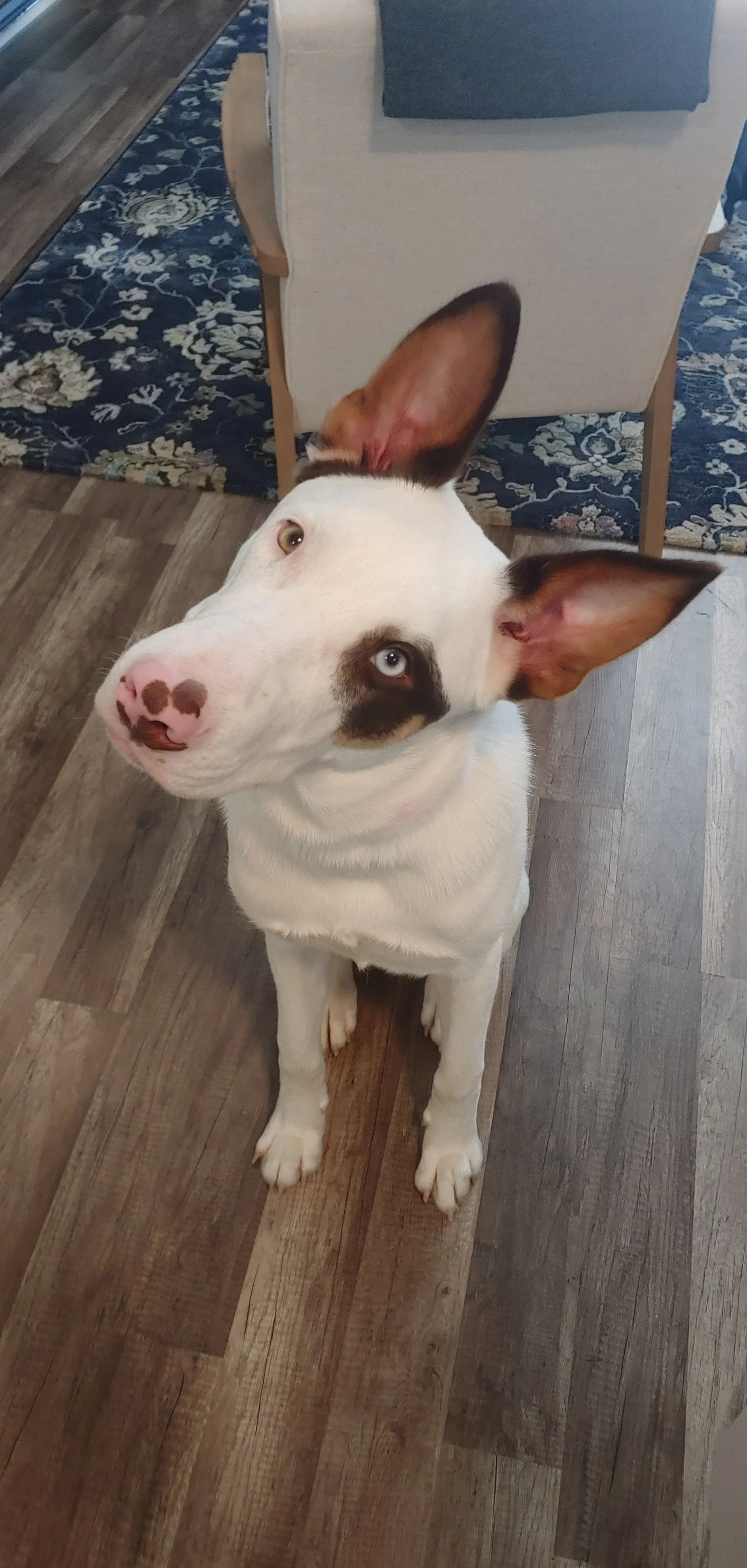 Louie