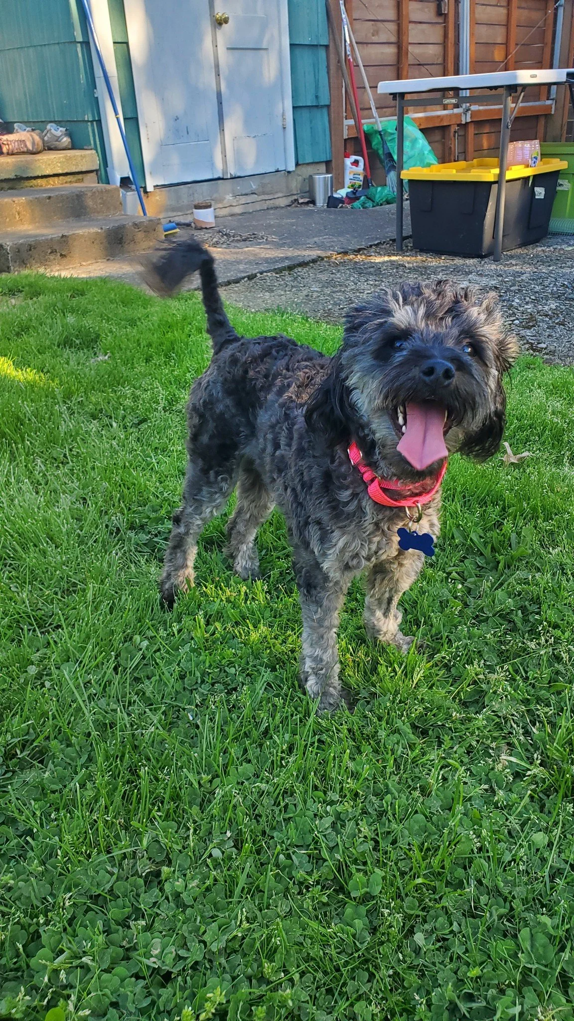 Tippy- I’m being adopted by my foster!