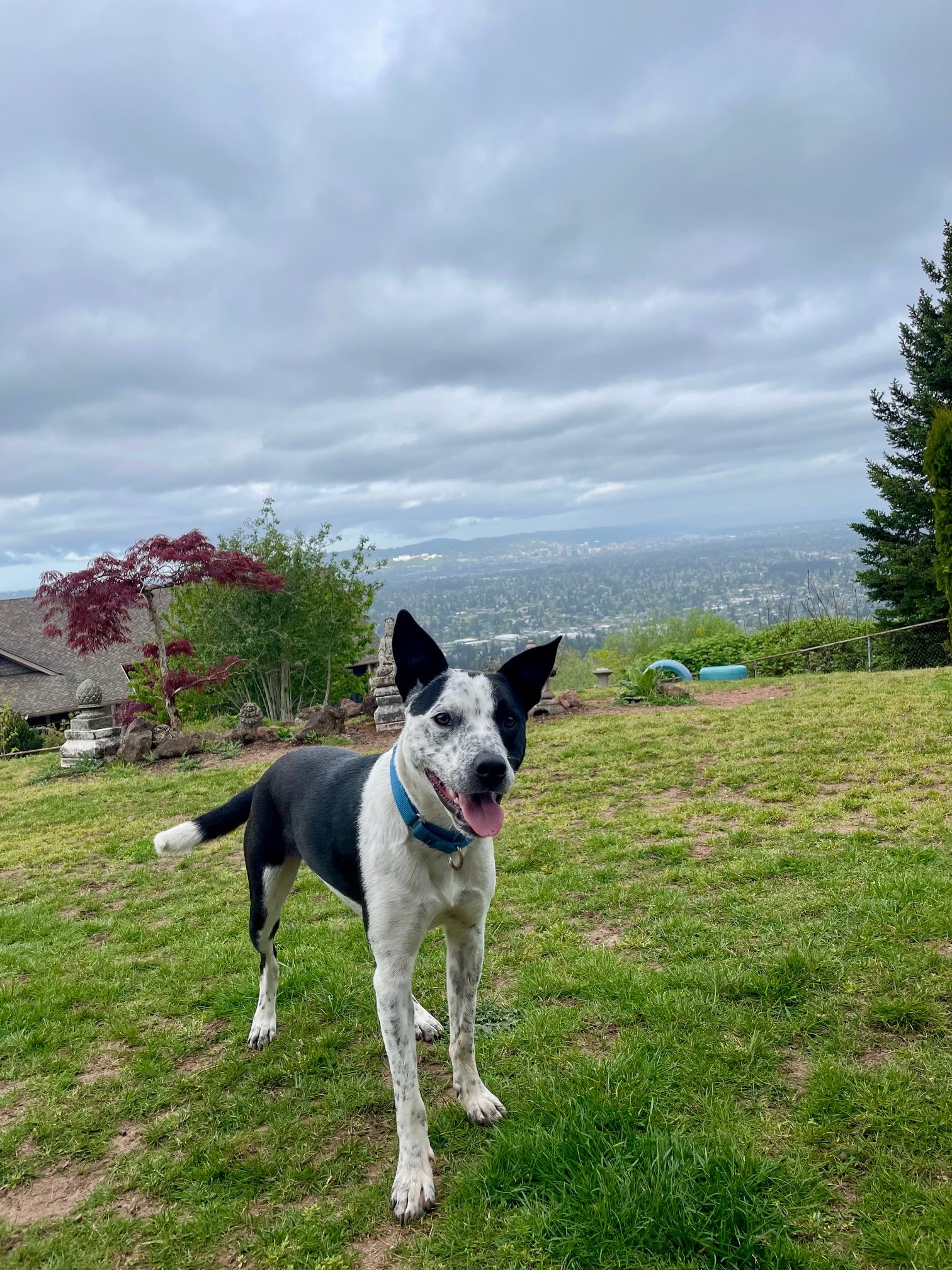Pippinsmilesoutside.jpeg