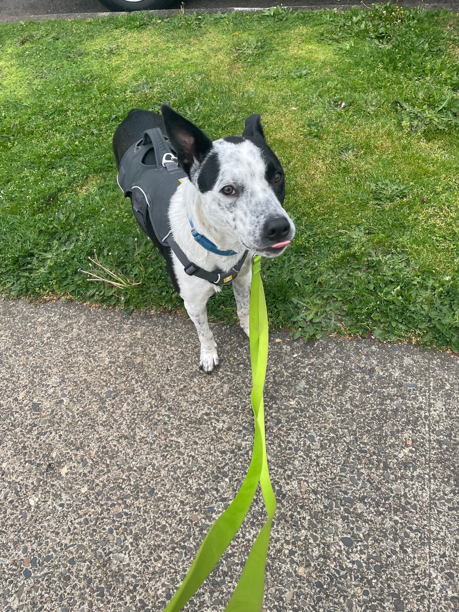 Pippinmlem.jpeg