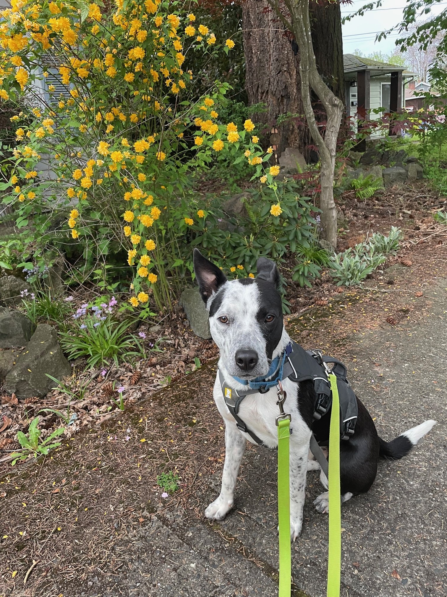 Pippinflowers.jpeg