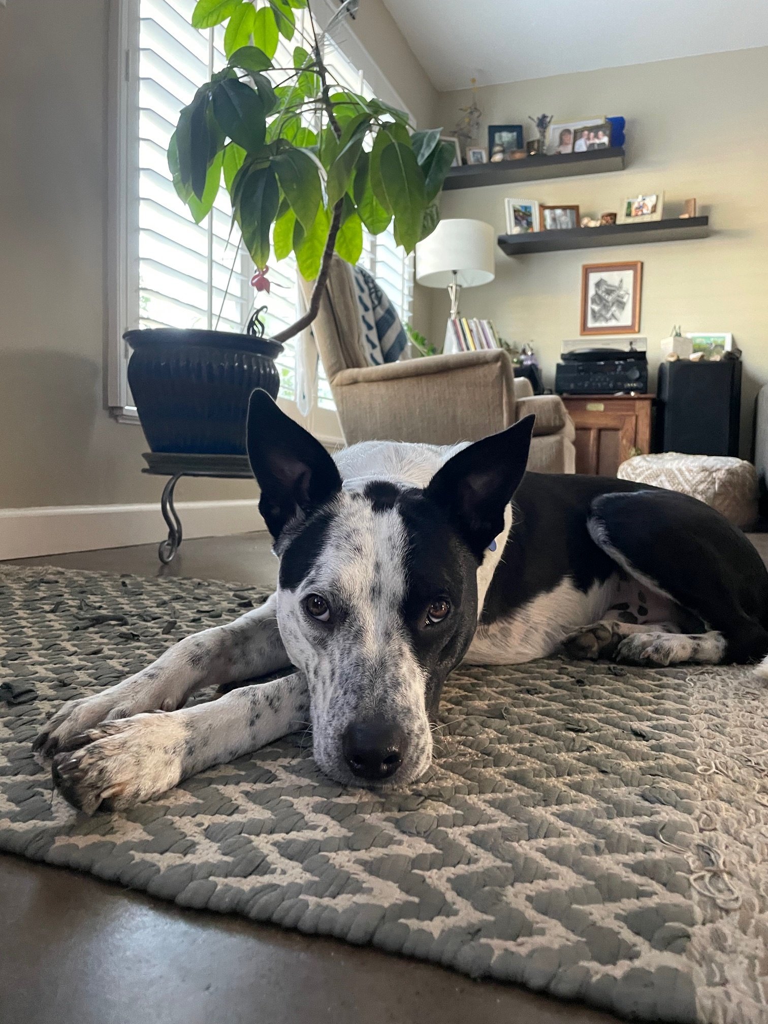 Pippininrepose.jpeg