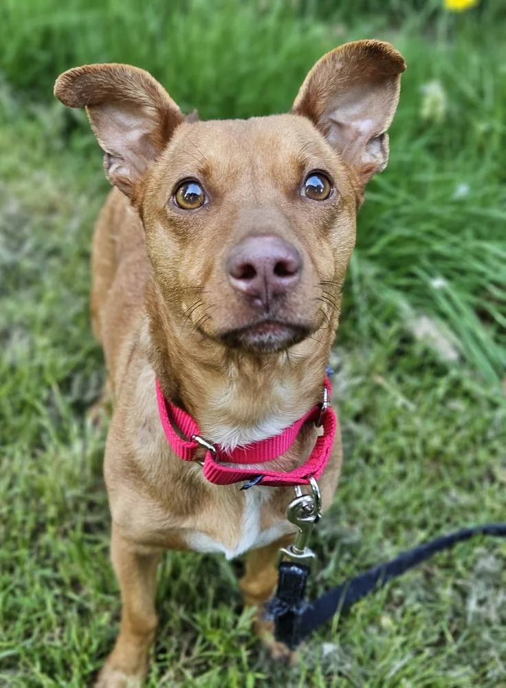 Chester