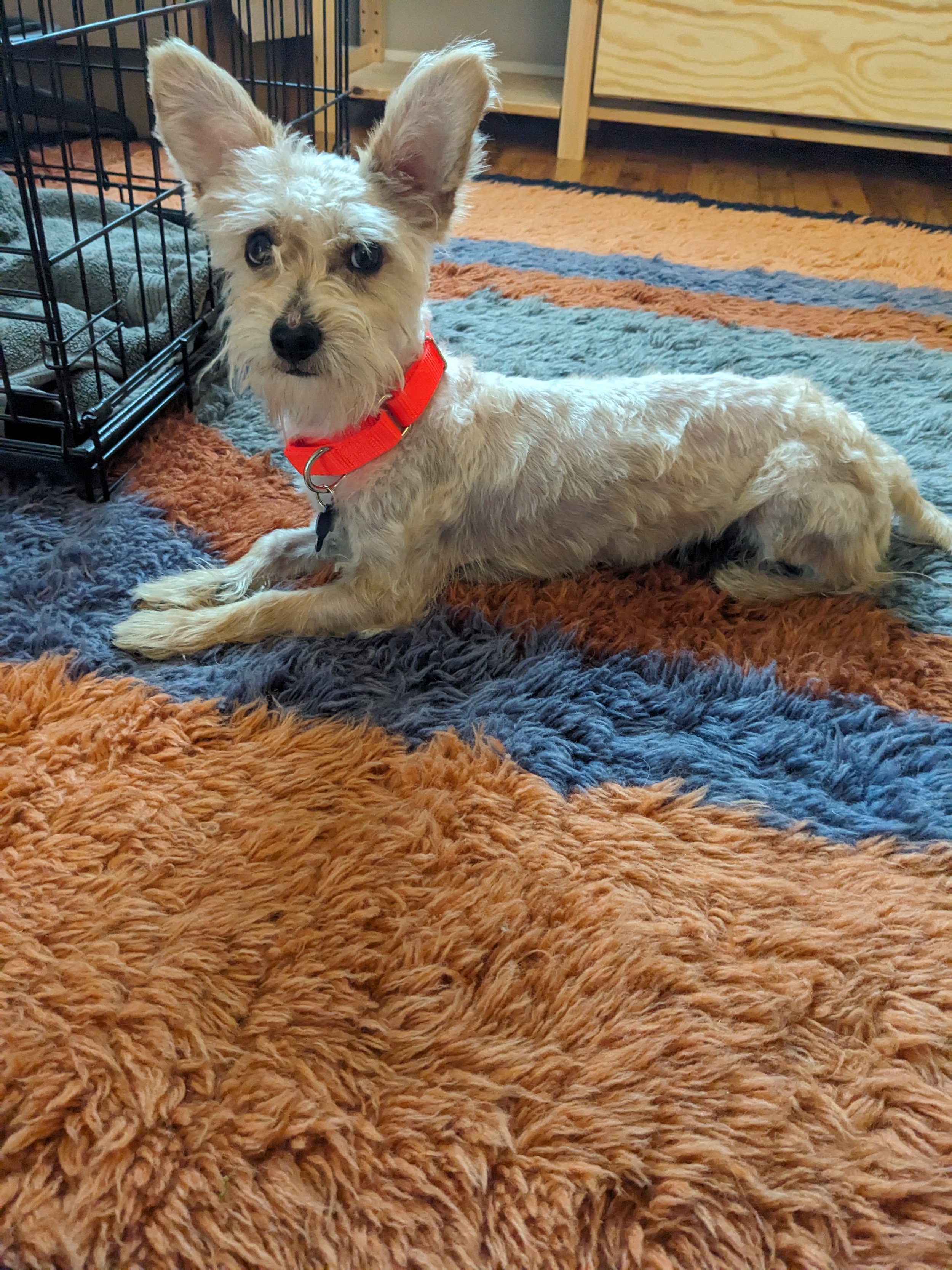 NigelTmodel.jpg