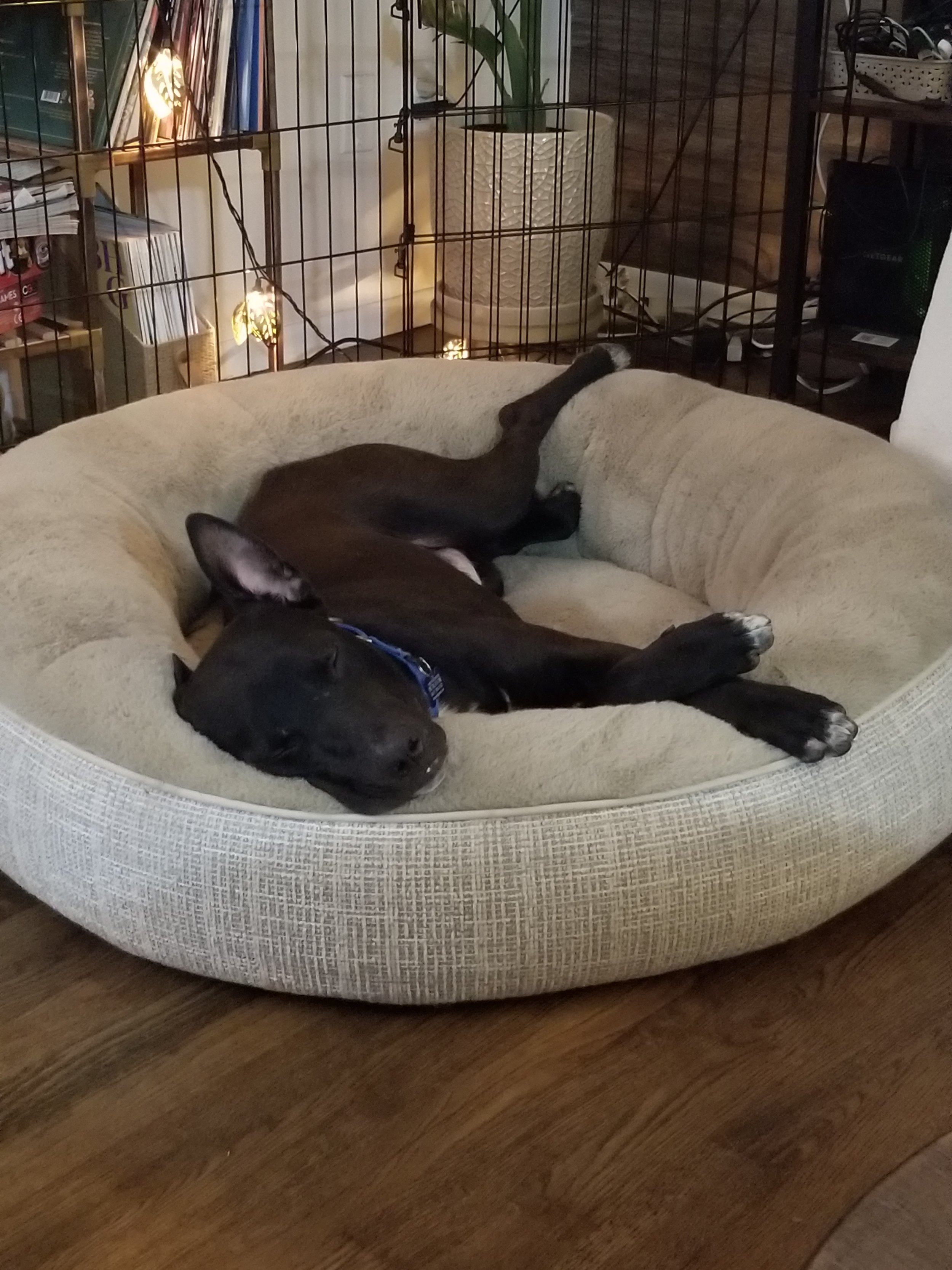Reptaralsosleepy.jpg