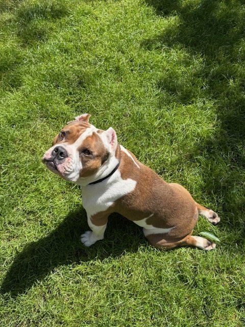Ludwiggrasssploot.jpeg