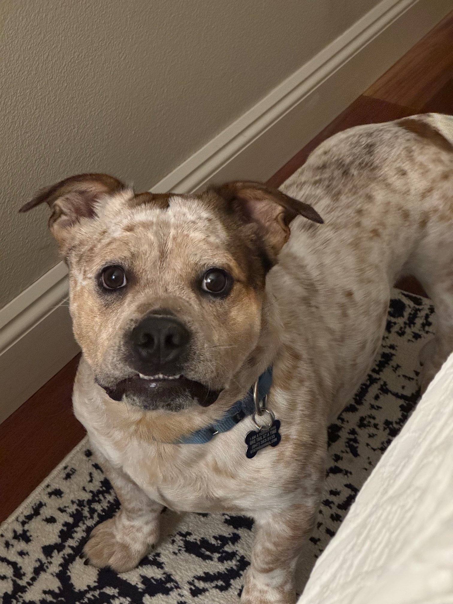Moonteefs.jpeg